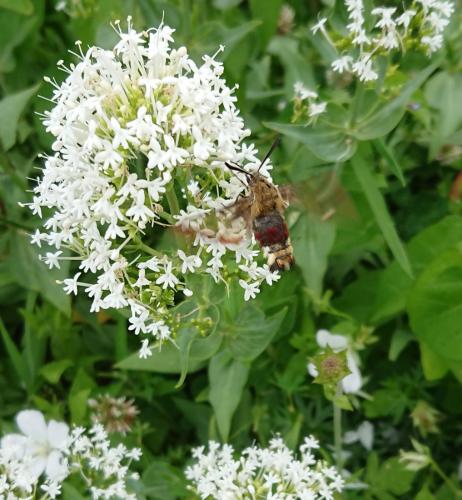Hemaris fuciformis